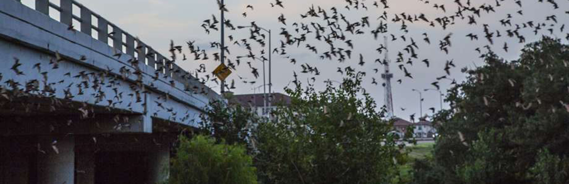 Waugh Drive Bridge with Mexican free-tailed bats
